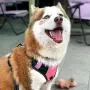 BABYLTRL Big Dog Harness No Pull Adjustable Pet Reflective Oxford Soft Vest for Large Dogs Easy Control Harness (L, Pink) BABYLTRL Big Dog Harness No Pull Adjustable Pet Reflective Oxford Soft Vest for Large Dogs Easy Control Harness (L, Pink)