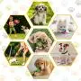 Dog Chew Toys for Puppy - 20 Pack Puppies Teething Chew Toys for Boredom, Pet Dog Toothbrush Chew Toys with Rope Toys, Treat Balls and Dog Squeaky Toy for Puppy and Small Dogs Dog Chew Toys for Puppy - 20 Pack Puppies Teething Chew Toys for Boredom, Pet Dog Toothbrush Chew Toys with Rope Toys, Treat Balls and Dog Squeaky Toy for Puppy and Small Dogs