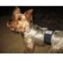 Tinkle Belts