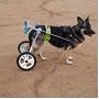 New! Two Wheels Adjustable Dog Wheelchair, cart, 7 Sizes for hind Legs Rehabilitation, 3D Soft Harness,Light Weight, Easy Assemble, Belly Band Specially for Spondylitis
