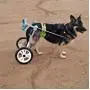 New! Two Wheels Adjustable Dog Wheelchair, cart, 7 Sizes for hind Legs Rehabilitation, 3D Soft Harness,Light Weight, Easy Assemble, Belly Band Specially for Spondylitis New! Two Wheels Adjustable Dog Wheelchair, cart, 7 Sizes for hind Legs Rehabilitation, 3D Soft Harness,Light Weight, Easy Assemble, Belly Band Specially for Spondylitis