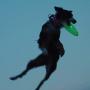 Nite Ize Flashflight LED Dog Discuit - Best Dog Flying Disc For All Hours of Play - With Long-Lasting LED Light, 1-Pack Multi-Colored Disc-O (FFDD-07-R8)