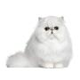 Eye Envy Moisturizing Pet Shampoo | Cleans, softens, add shine | Glycerin enriched | Detergent free | Gentle for everyday use | Fragrance free | Safe for Puppies and Kittens, 8oz