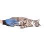 RoyalPups Pet Grooming Gloves Complete with a Bonus Comb Silicone, Blue