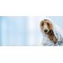 Eye Envy Moisturizing Pet Shampoo | Cleans, softens, add shine | Glycerin enriched | Detergent free | Gentle for everyday use | Fragrance free | Safe for Puppies and Kittens, Gallon