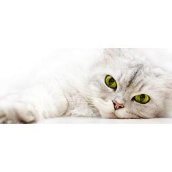Eye Envy Moisturizing Pet Shampoo | Cleans, softens, add shine | Glycerin enriched | Detergent free | Gentle for everyday use | Fragrance free | Safe for Puppies and Kittens, Gallon