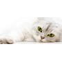 Eye Envy Moisturizing Pet Shampoo | Cleans, softens, add shine | Glycerin enriched | Detergent free | Gentle for everyday use | Fragrance free | Safe for Puppies and Kittens, Gallon