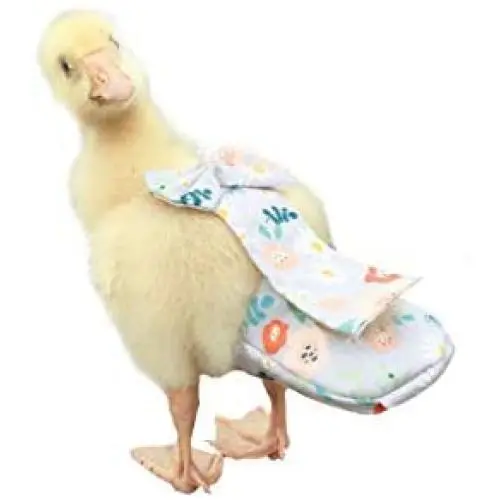 HEZHUO Duck Diapers, Chicken Diapers, Special Diapers for Poultry, Chicken, Duck and Goose Waterproof, Adjustable, Washable and Reusable Diapers,Poultry Supplies, Duck Supplies (S:100克-200克) HEZHUO Duck Diapers, Chicken Diapers, Special Diapers for Poultry, Chicken, Duck and Goose Waterproof, Adjustable, Washable and Reusable Diapers,Poultry Supplies, Duck Supplies (S:100克-200克)