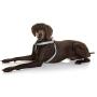 DOOG Step-In Reinforced Neoprene Harness, Water Friendly, Quick-Drying, 2 Adjustable Areas