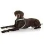 DOOG Step-In Reinforced Neoprene Harness, Water Friendly, Quick-Drying, 2 Adjustable Areas DOOG Step-In Reinforced Neoprene Harness, Water Friendly, Quick-Drying, 2 Adjustable Areas