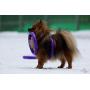 2 Puller Mini Interactive Dog Toy 7.5'' Rings, Purple, for Small Breed Dogs