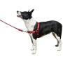 BeBopUSA Front Lead Dog Harness - Large - Blue