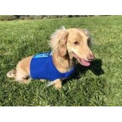 Dual Purpose Cooling and Calming Harness