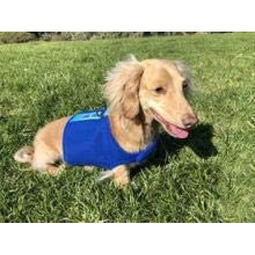 Dual Purpose Cooling and Calming Harness