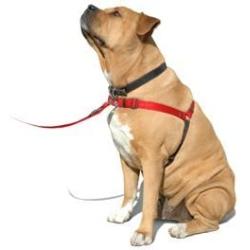 SENSE-ation No-Pull Dog Harness - 3/4'' Wide Medium/Large