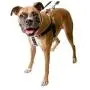 2 Hounds Design Freedom No-Pull No Leash Harness Only, 1-Inch, 2X-Large, Royal Blue 2 Hounds Design Freedom No-Pull No Leash Harness Only, 1-Inch, 2X-Large, Royal Blue