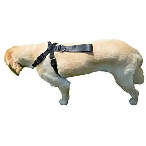 Downtown Pet Supply Premium Pet Dog Harness and Safety Seatbelt Car Restraint, Color Black, Suitable for Small Dogs Downtown Pet Supply Premium Pet Dog Harness and Safety Seatbelt Car Restraint, Color Black, Suitable for Small Dogs