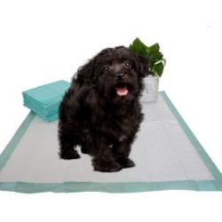 MIN Dog and Puppy Pee Training Pads 22'' x 22'', 30 Count/Home Protection Odor Eliminating/Quick Drying/Super Absorption