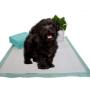 MIN Dog and Puppy Pee Training Pads 22'' x 22'', 30 Count/Home Protection Odor Eliminating/Quick Drying/Super Absorption