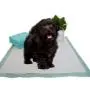 MIN Dog and Puppy Pee Training Pads 22'' x 22'', 30 Count/Home Protection Odor Eliminating/Quick Drying/Super Absorption
