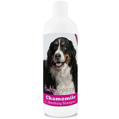 Healthy Breeds Chamomile Dog Shampoo & Conditioner with Oatmeal & Aloe for Bernese Mountain Dog - OVER 200 BREEDS - 8 oz - Gentle for Dry Itchy Skin - Safe with Flea and Tick Topicals