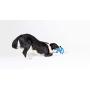 WO Design WO Disc USA Made Dog Frisbee Tug Toy, Blue
