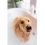 Spina Organics, Itch-Relief Dog and Cat Shampoo with Aloe Vera and Other Organic Essential Oils for Dry, Itchy Skin, Dermatitis, Dandruff, and Allergies - Made in The USA 17 Fl Oz