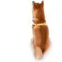 Spongebob Squarepants Dog Harness for Small Dogs Spongebob Squarepants Dog Harness for Small Dogs