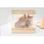 MYZOO Moku,Cloud Shape, Wall Mounted Cat Shelves, Floating Perch, Cat Tree,Solid Wood with Transparent Board MYZOO Moku,Cloud Shape, Wall Mounted Cat Shelves, Floating Perch, Cat Tree,Solid Wood with Transparent Board