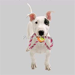 Tool Parts 1pcs YL165 Pet Dog Training Toy''8'' Knot Braided Cotton Rope Chew Toys Tennis Ball Tug Games Fetch -Length Hand Tool Parts