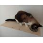 A Cats Domain Wall Mounted Cat Feeding Shelf (Elevated Diner) Physical Size: Depth- 12.75 Inches Width- 24 Inches Height- 2.5 Inches (24 Width, Unfinished)