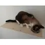 A Cats Domain Wall Mounted Cat Feeding Shelf (Elevated Diner) Physical Size: Depth- 12.75 Inches Width- 24 Inches Height- 2.5 Inches (24 Width, Unfinished) A Cats Domain Wall Mounted Cat Feeding Shelf (Elevated Diner) Physical Size: Depth- 12.75 Inches Width- 24 Inches Height- 2.5 Inches (24 Width, Unfinished)