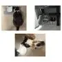 Hanerreal Cat Bowls Cat Food Bowls Wide Shallow Cat Dish Cute Non Slip Pet Food & Water Bowls Feeder Bowls Set of 2 for Dogs Cats Small Animals