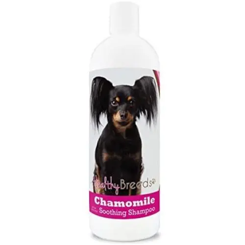 Healthy Breeds Chamomile Dog Shampoo & Conditioner with Oatmeal & Aloe for Russian Toy Terrier - OVER 200 BREEDS - 8 oz - Gentle for Dry Itchy Skin - Safe with Flea and Tick Topicals Healthy Breeds Chamomile Dog Shampoo & Conditioner with Oatmeal & Aloe for Russian Toy Terrier - OVER 200 BREEDS - 8 oz - Gentle for Dry Itchy Skin - Safe with Flea and Tick Topicals