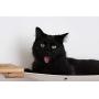 CatastrophiCreations Mini Garden - Multiple-Level Cat Hammock