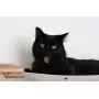 CatastrophiCreations Mini Garden - Multiple-Level Cat Hammock CatastrophiCreations Mini Garden - Multiple-Level Cat Hammock