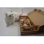 7 Angry Ants Cat Teaser Set for Cats Retractable Mice Cat Toys Mouse Teasers 7 Pieces Set 7 Angry Ants Cat Teaser Set for Cats Retractable Mice Cat Toys Mouse Teasers 7 Pieces Set