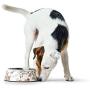 HUNTER HT65142 Large 700ml/23.7 oz Melamine Bowl Mogami