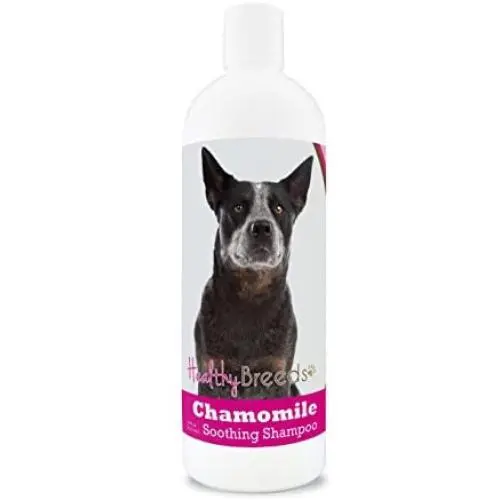 Healthy Breeds Chamomile Dog Shampoo & Conditioner with Oatmeal & Aloe for Australian Cattle Dog - OVER 200 BREEDS - 8 oz - Gentle for Dry Itchy Skin - Safe with Flea and Tick Topicals Healthy Breeds Chamomile Dog Shampoo & Conditioner with Oatmeal & Aloe for Australian Cattle Dog - OVER 200 BREEDS - 8 oz - Gentle for Dry Itchy Skin - Safe with Flea and Tick Topicals