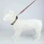 Hcpet Dog Harness (Rainbow Color, S(2.046cm))