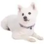 Blueberry Pet 10+ Colors Soft & Safe 3M Reflective Pastel Color Neoprene Padded Dog Collars Blueberry Pet 10+ Colors Soft & Safe 3M Reflective Pastel Color Neoprene Padded Dog Collars