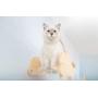 MYZOO Moku,Cloud Shape, Wall Mounted Cat Shelves, Floating Perch, Cat Tree,Solid Wood with Transparent Board