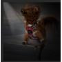 MASBRILL No Pull Dog Harness, No Choke Pet Vest Harness with Front and Back 2 Lead Clips, Adjustable Soft Padded Dog Vest with Easy Control Handle