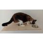 A Cats Domain Wall Mounted Cat Feeding Shelf (Elevated Diner) Physical Size: Depth- 12.75 Inches Width- 24 Inches Height- 2.5 Inches (24 Width, Unfinished)