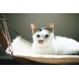 Vea pets Luxury Cat Hammock - Large Soft Plush Bed - Holds Small to Medium Size Cat or Toy Dog | Anti Sway | Attractive & Sturdy Perch | Easy to Assemble | Wood Construction