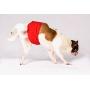 Midlee Reusable Washable Dog Belly Band 20-25'' Waist 3 Pack (Large)