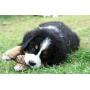 HealthPro Dispoz-A-Scoop – No Touch, Sanitary Dog Poop Scoopers – 500 Pack