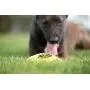 Nerf Dog Squeak Rubber Football Dog Toy Nerf Dog Squeak Rubber Football Dog Toy