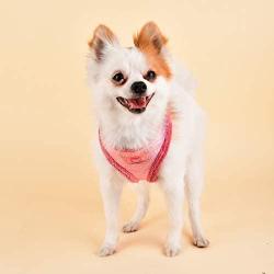 Puppia Evon Harness A