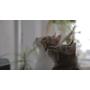 Movies for Cats - The Audio-visual Cat Toy - Catsitter - Vol.1 : Animals That Cats Love - DVD Video - The Fascinating New Tv Experience for You and Your Cat - The Gift 2016: Birthday or Easter Gifts for Cats / Gifts for Cat Friends, Cat Lovers and Cat Fan